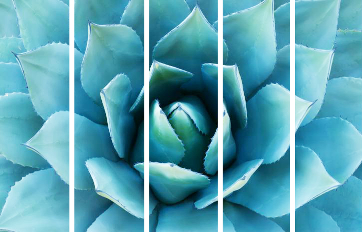 MF060 Wall décor art photographic on canvas botanical Agave cactus set of 5
